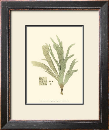 Marine Algae I by Samuel Curtis Pricing Limited Edition Print image