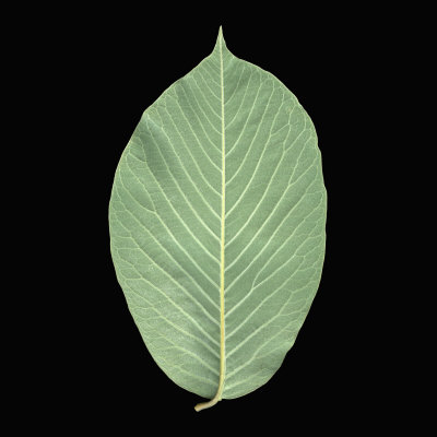 Magnolia Leaf Underside Showing The Venation Pattern by Jose Iselin Pricing Limited Edition Print image
