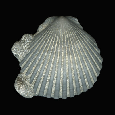 Scallop Fossil From The Tertiary In The Stage Of Being Filled With Sediment, South Carolina, Usa by Josie Iselin Pricing Limited Edition Print image