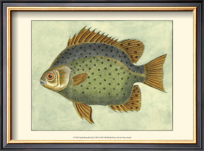 Butterfly Fish Ii by Jennifer Goldberger Pricing Limited Edition Print image