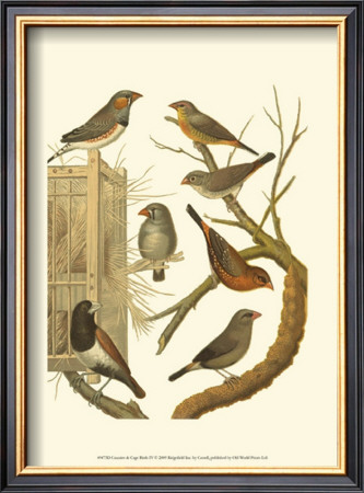 Canaries And Cage Birds Iv by Cassel Pricing Limited Edition Print image