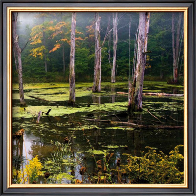 A Misty Morning Iii by Rick Schimidt Pricing Limited Edition Print image