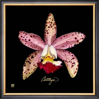 Vivid Orchid Iii by Ginny Joyner Pricing Limited Edition Print image