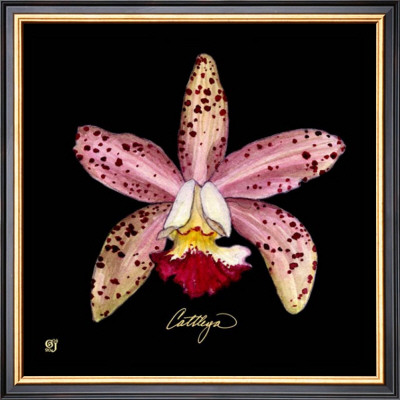 Vivid Orchid Iii by Ginny Joyner Pricing Limited Edition Print image