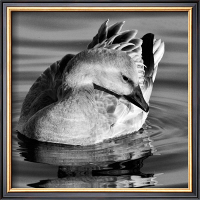 Le Solitaire by Jean-Francois Dupuis Pricing Limited Edition Print image