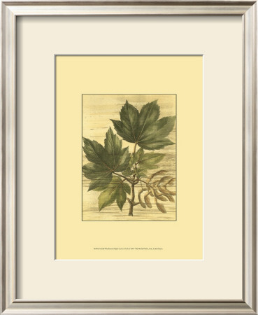 Weathered Maple Leaves Ii by Deshayes Pricing Limited Edition Print image