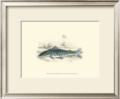 Lizars' Game Fish Ii by W.H. Lizars Pricing Limited Edition Print image