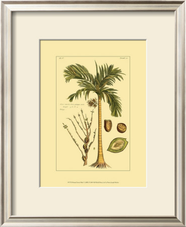 Printed Exotic Palm V by Pierre-Joseph Buchoz Pricing Limited Edition Print image