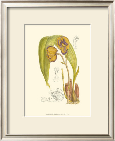 Orchid Plenty Vi by Samuel Curtis Pricing Limited Edition Print image