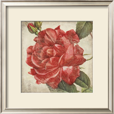 Rose Flower by Stephanie Marrott Pricing Limited Edition Print image