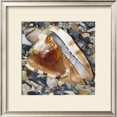 Shell Study Iv by Nick Biscardi Pricing Limited Edition Print image