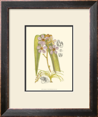 Orchid Plenty V by Samuel Curtis Pricing Limited Edition Print image