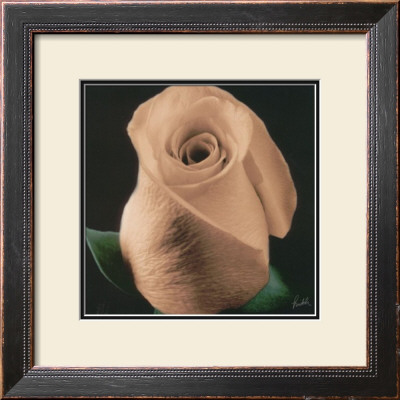 Rose by Mitch Ostapchuk Pricing Limited Edition Print image