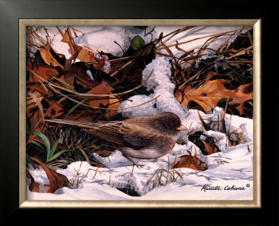 Winter Junco by Russ Cobane Pricing Limited Edition Print image