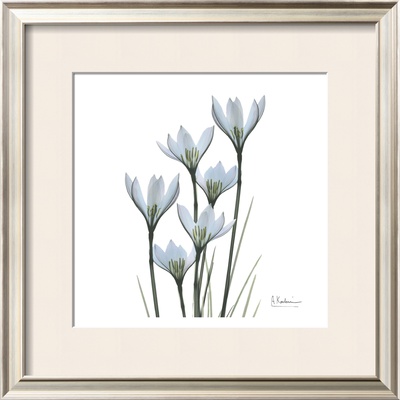 White Rain Lily Iii by Albert Koetsier Pricing Limited Edition Print image