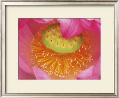 Pink Lotus Flower by Joanne Wells Pricing Limited Edition Print image