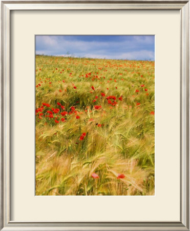 Poppies In Field Ii by Colby Chester Pricing Limited Edition Print image