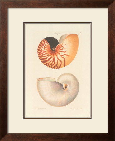 Shells by George Wolfgang Knorr Pricing Limited Edition Print image