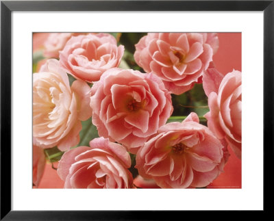 Rosa by Erika Craddock Pricing Limited Edition Print image