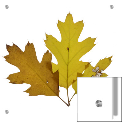 Fall Leaves On A White Background by D.M. Pricing Limited Edition Print image
