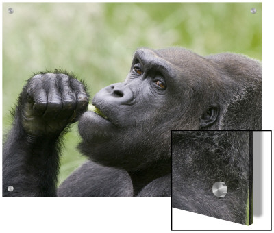 Close-Up Of A Gorilla by D.M. Pricing Limited Edition Print image