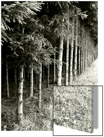 Row Of Trees On Edge Of Forest by I.W. Pricing Limited Edition Print image