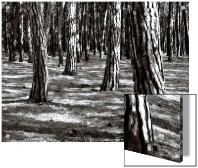 Tree Trunks In The Forest by I.W. Pricing Limited Edition Print image