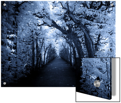 Tree Tunnel In Blue Hue by I.W. Pricing Limited Edition Print image