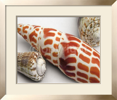 Linen Shell Collage by Mick Bird Pricing Limited Edition Print image