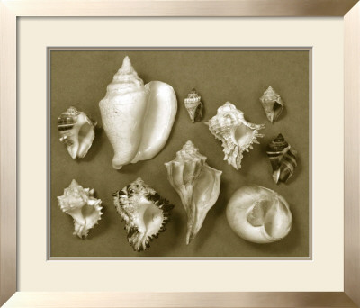 Shell Collector Series Ii by Renee Stramel Pricing Limited Edition Print image