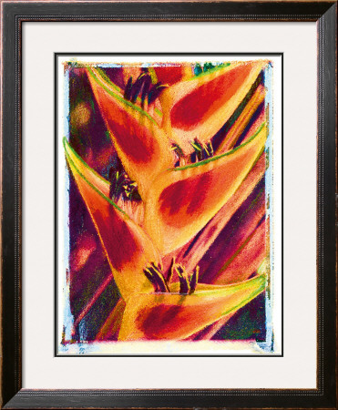 Heliconia by Joanne Bolton Pricing Limited Edition Print image