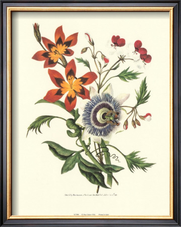 Passion Flower by Mary Lawrence Pricing Limited Edition Print image