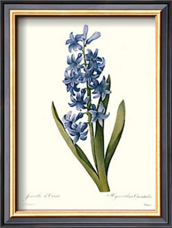 Hyacinth by Pierre-Joseph Redouté Pricing Limited Edition Print image