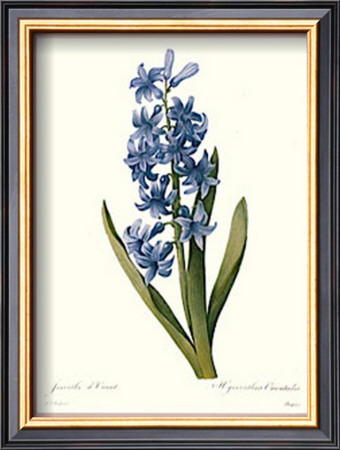Hyacinth by Pierre-Joseph Redoute Pricing Limited Edition Print image