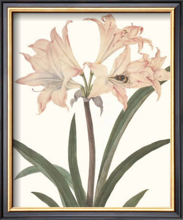 Amaryllis by Peter Brown Pricing Limited Edition Print image