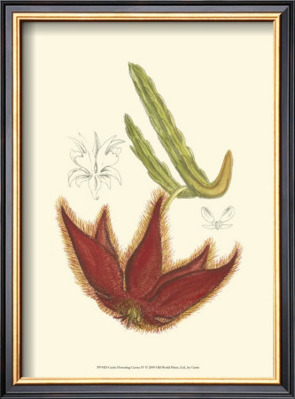 Flowering Cactus Iv by Samuel Curtis Pricing Limited Edition Print image