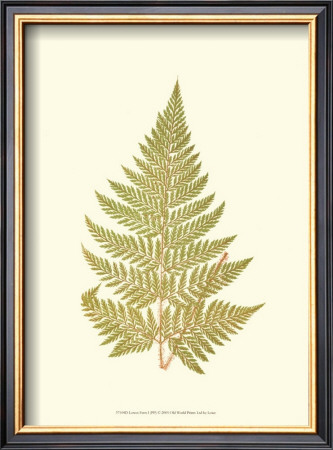 Lowes Fern I by Edward Lowe Pricing Limited Edition Print image
