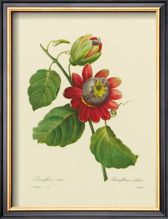 Passion Flower by Pierre-Joseph Redoute Pricing Limited Edition Print image
