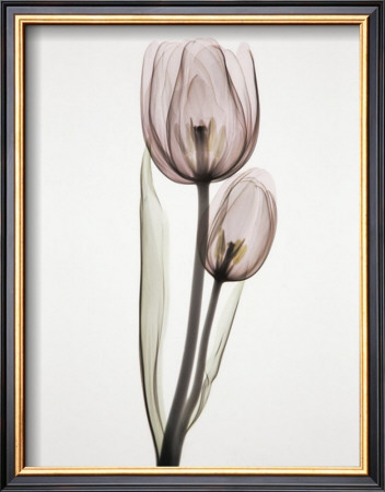 Tulipa Ii by Albert Koetsier Pricing Limited Edition Print image