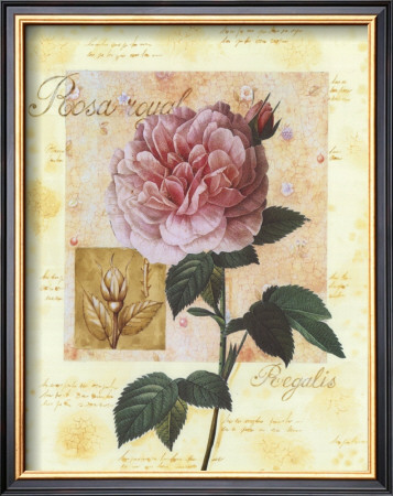 Rosa Regalis by G.P. Mepas Pricing Limited Edition Print image