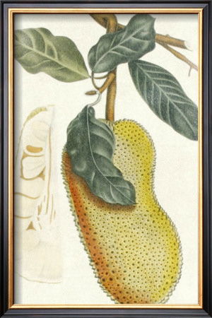 Crackled Indonesian Fruits Iii by Berthe Hoola Van Nooten Pricing Limited Edition Print image