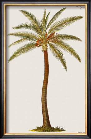 Coconut Palm Tree by Georg Dionysius Ehret Pricing Limited Edition Print image