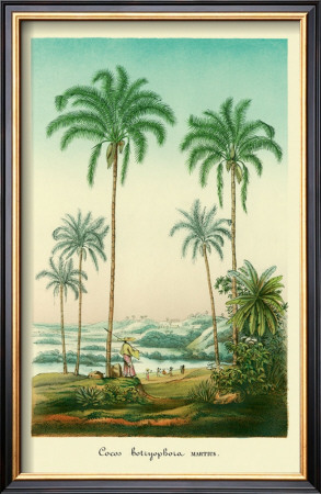 Coco Palm by Ch. Lemaire Pricing Limited Edition Print image