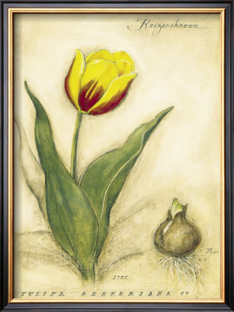 Keizerskroon Tulip by Meg Page Pricing Limited Edition Print image