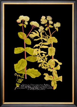 Weinmann Botanical On Black Iii by Johann Wilhelm Weinmann Pricing Limited Edition Print image