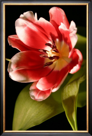 Red Tulip I by Renee Stramel Pricing Limited Edition Print image