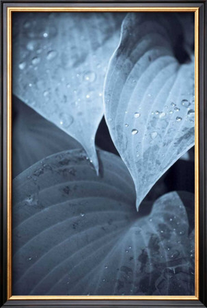Evolution by Jean-Francois Dupuis Pricing Limited Edition Print image