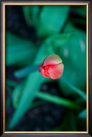 Tulip by Antonia Illsley Pricing Limited Edition Print image