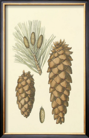 Woodland Pinecones Ii by Silva Pricing Limited Edition Print image