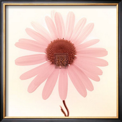 Daisy I by Katja Marzahn Pricing Limited Edition Print image